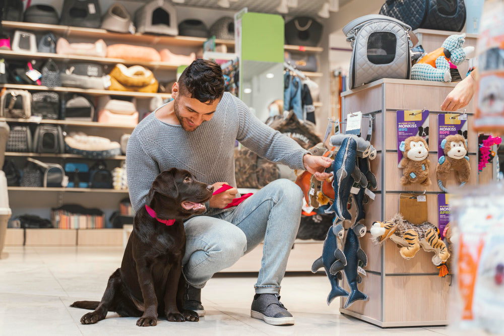 Best Dog Accessories for Australian Summer