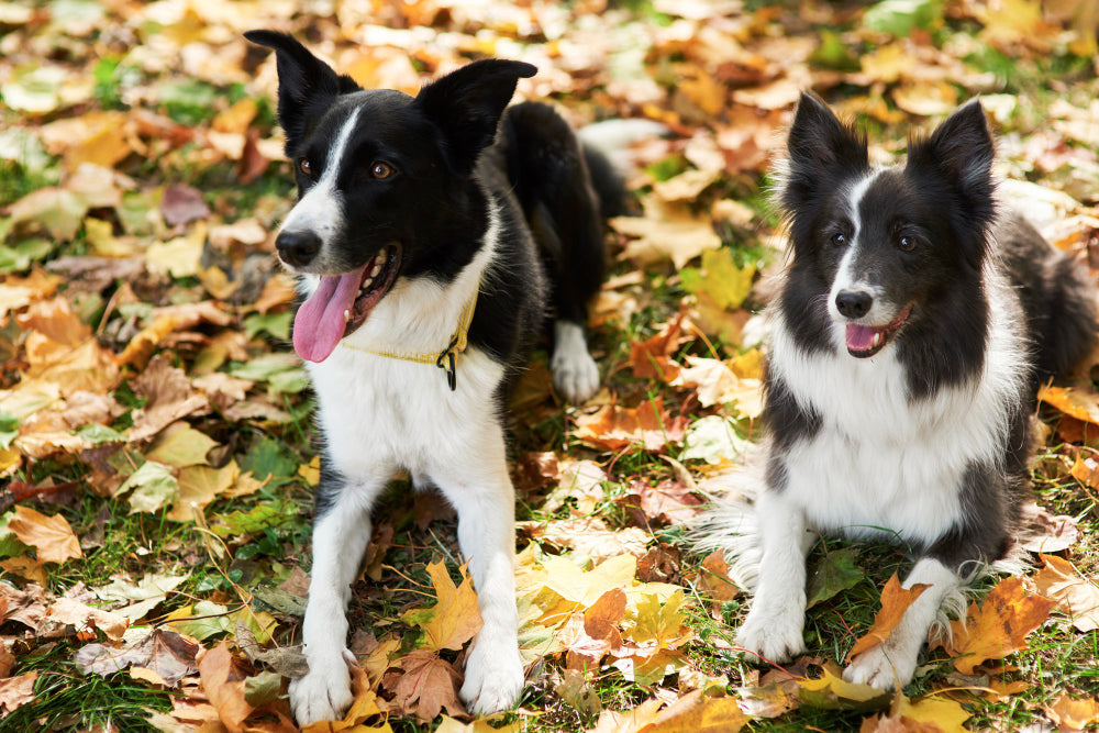 American Staffy vs Aussie Staffy: Differences, Care Guide