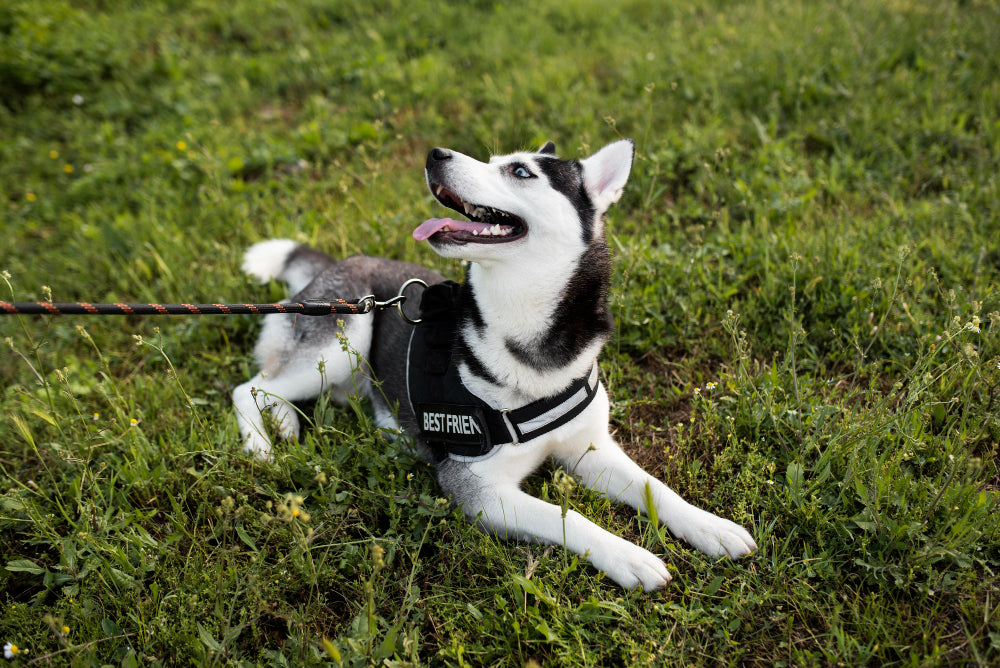 Dog Harness vs Collar: Which Is Better for Your Dog?