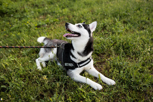 Dog Harness vs Collar: Which Is Better for Your Dog?