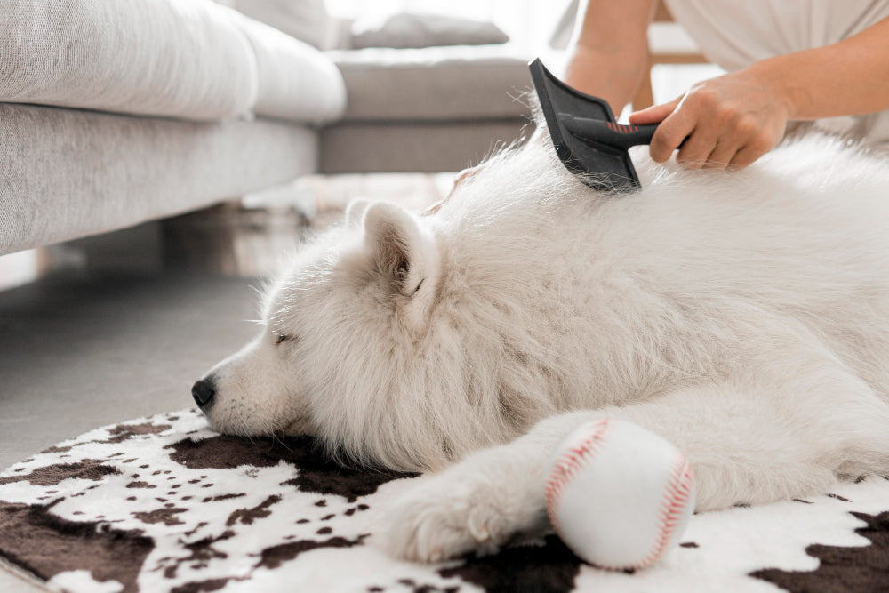 How to Stop Dog Shedding in House