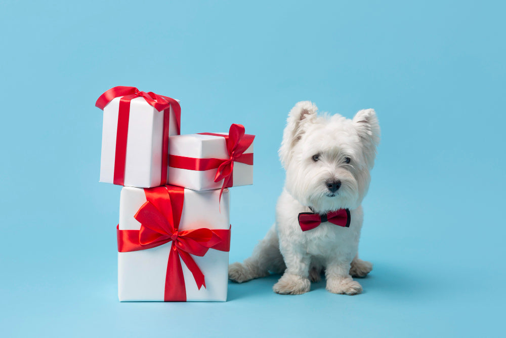 Best Gifts for Dog Owners Australia