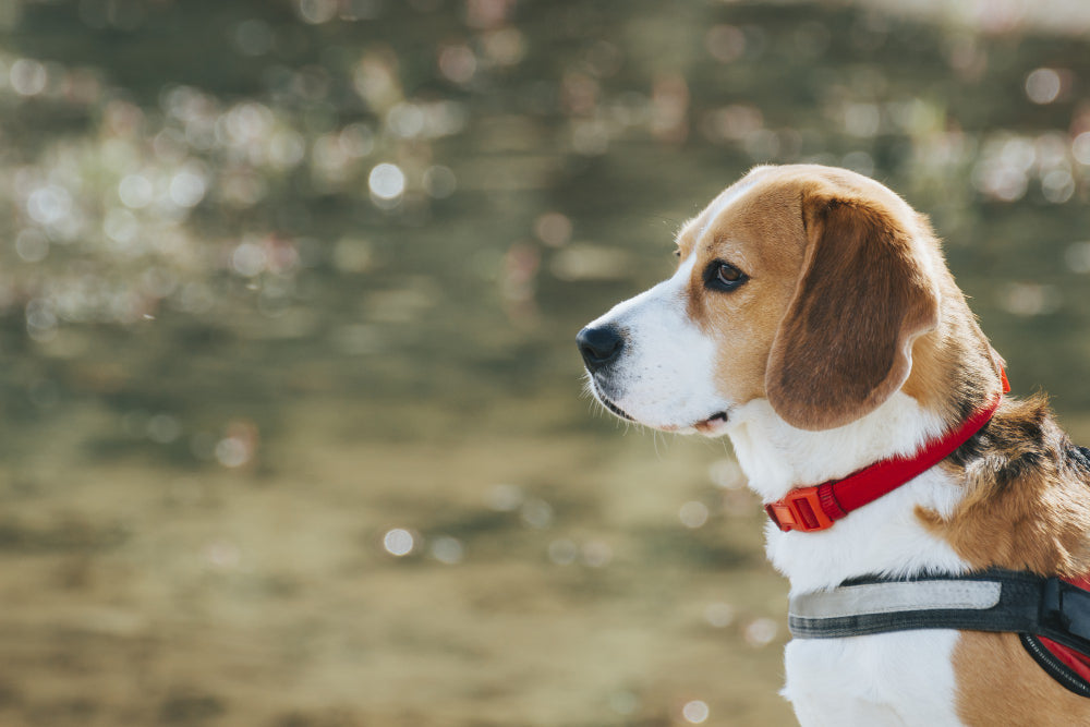 What Are the Most Durable Materials for Dog Collars?