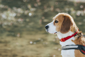 What Are the Most Durable Materials for Dog Collars?