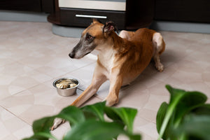 How Long Can a Dog Go Without Food?