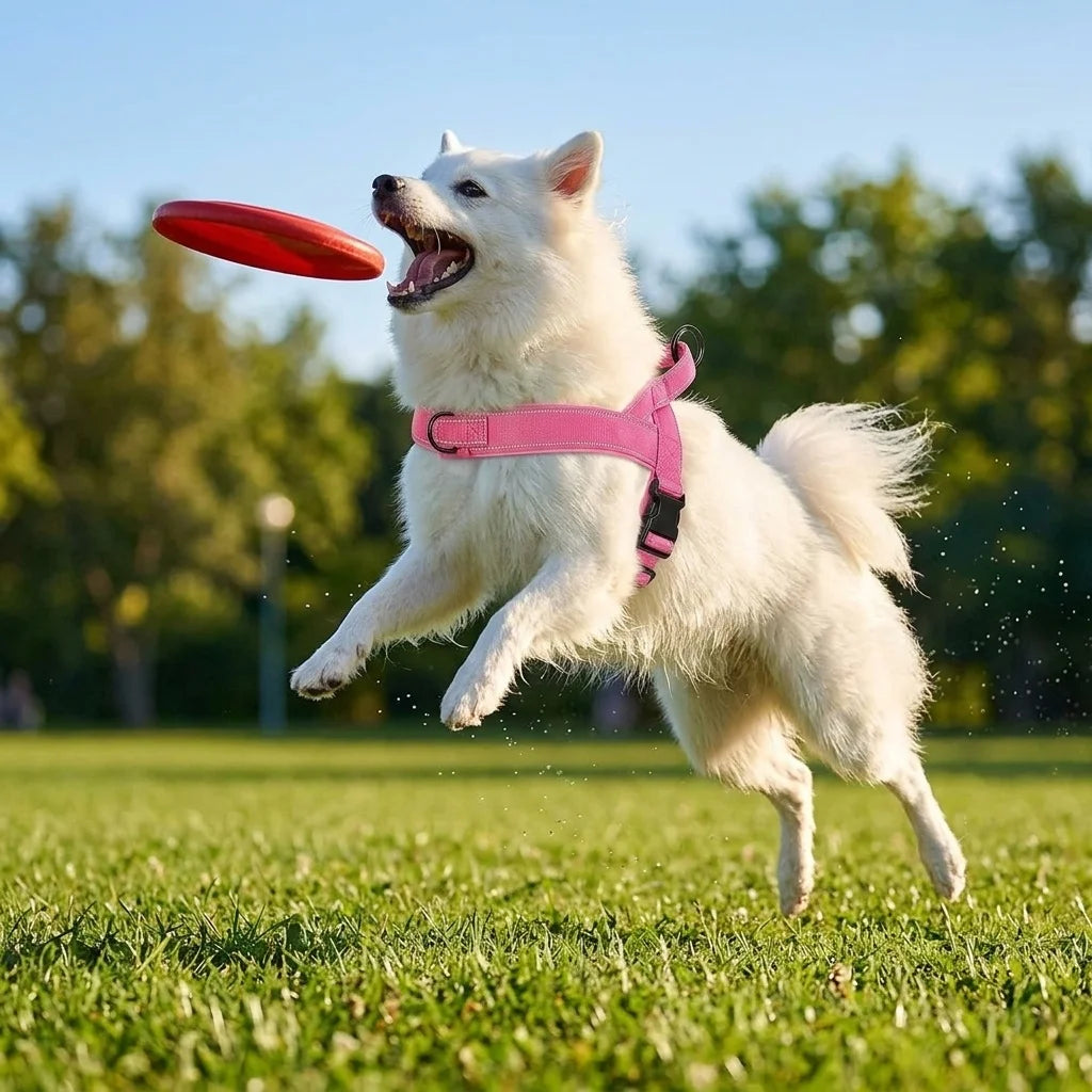 Adjustable Dog Harness