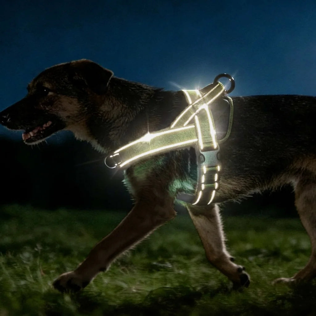 Adjustable Dog Harness