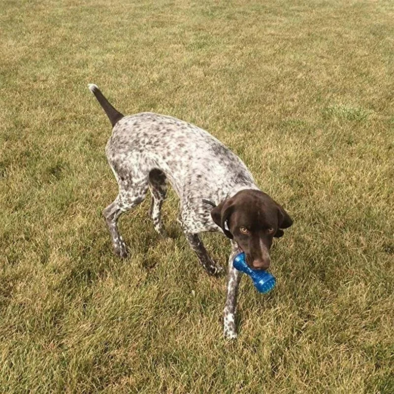 Interactive Dog Teething Toy, Squeaky Chew Toy