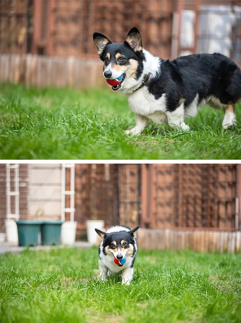 Rubber Squeaky Dog Ball