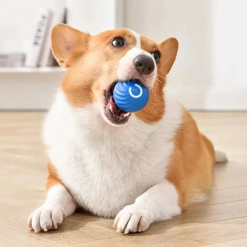 Interactive Automatic Dog Jump Ball