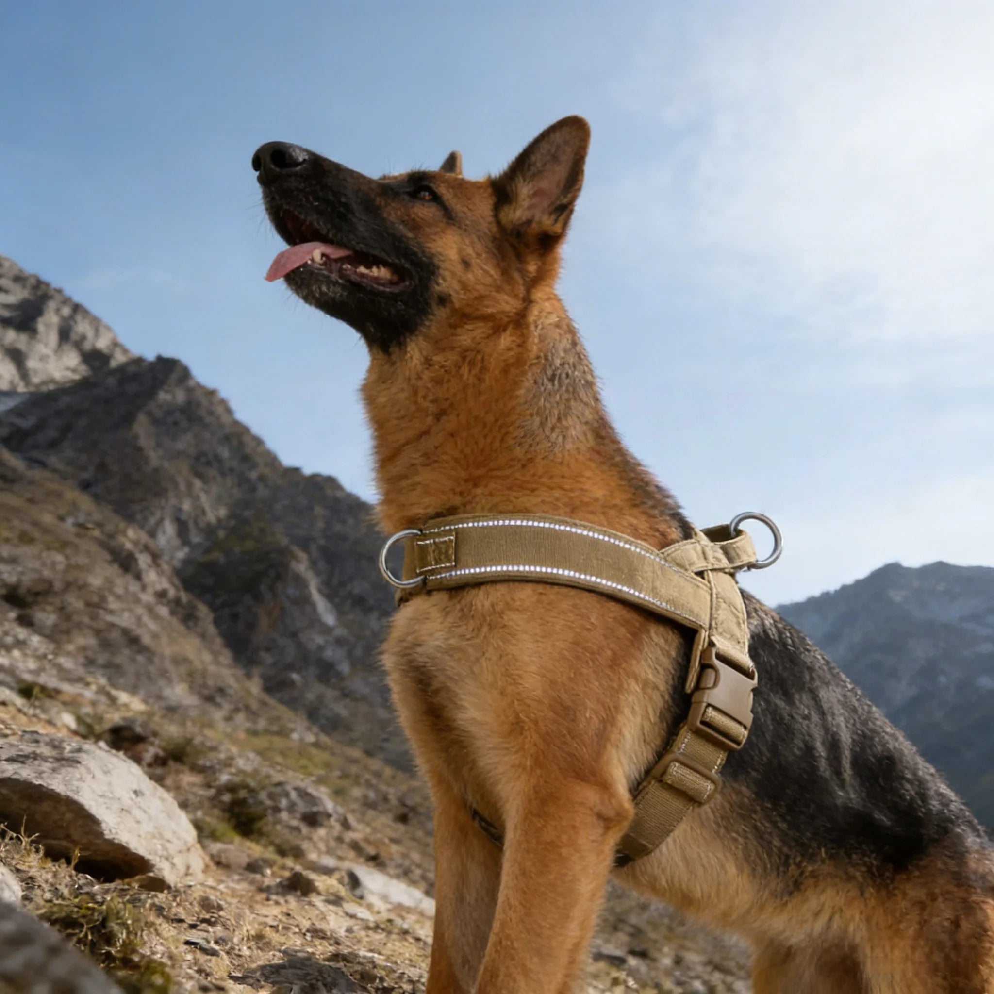 Adjustable Dog Harness