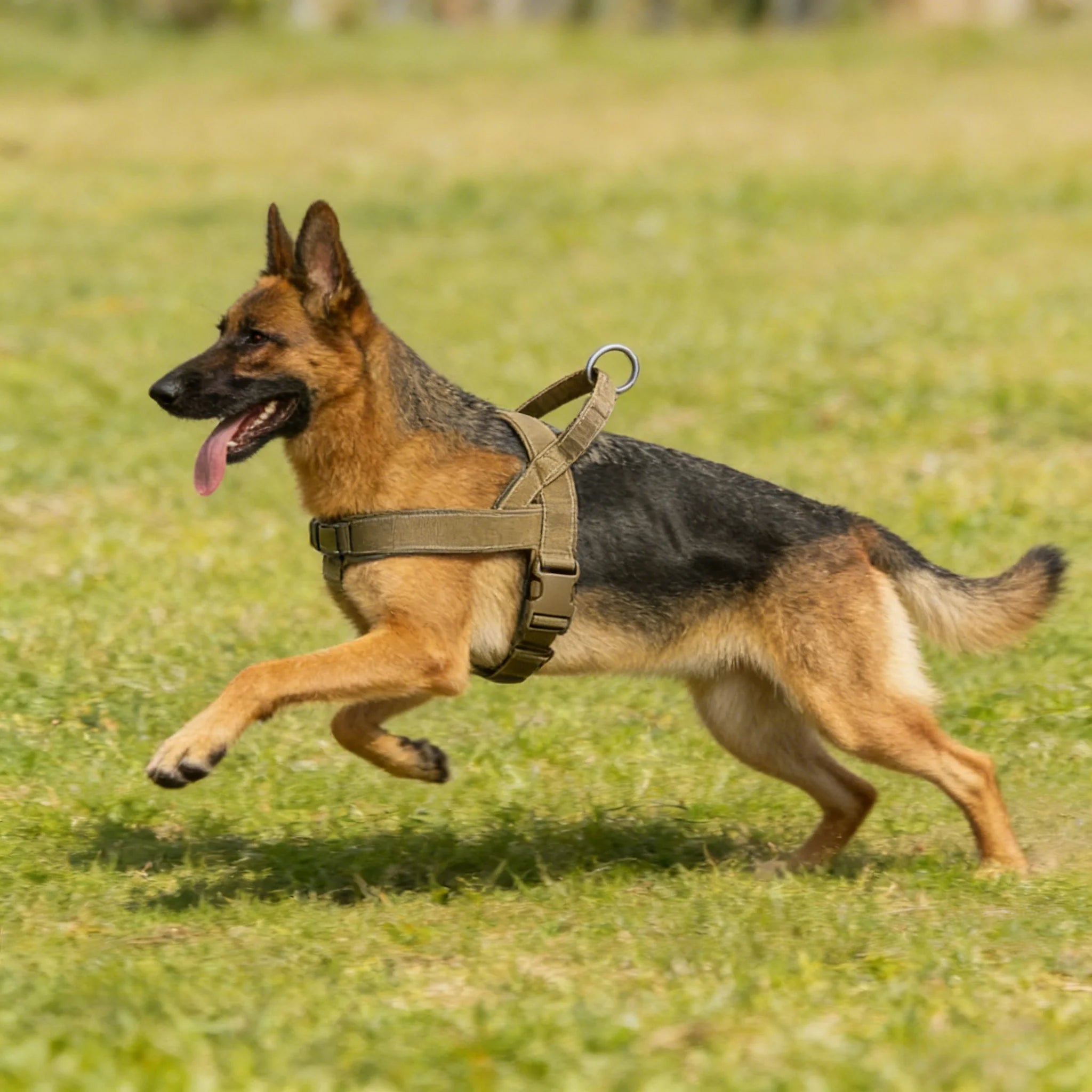 Adjustable Dog Harness